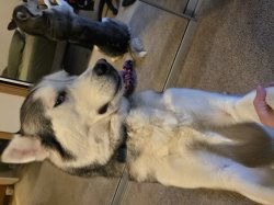 Funny side eye Meme Template