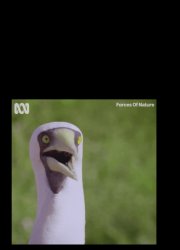 Stunned bird Meme Template