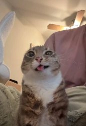 Freaky ahh cat Meme Template