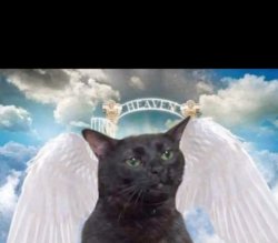 Cat Angel Meme Template