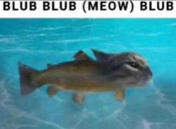 blub blub (meow) blub Meme Template