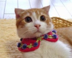 Shocked Cat Meme Template