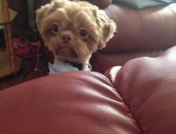 Dog Shocked Meme Template