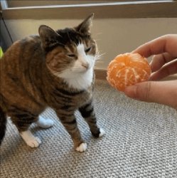 Cat scared of mandarin Meme Template