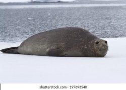 Elephant seal Meme Template