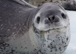 Neutral Leopard Seal Meme Template