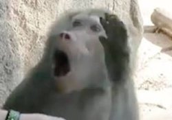 Shocked baboon Meme Template