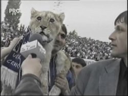 Big Cat Meme Template