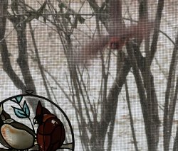 bird attacking bird on screen window Meme Template