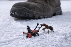 And shovels snow Meme Template