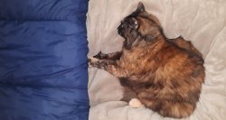 Empress of cats holds back the seas of chaos Meme Template