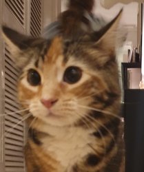 Confused cat Meme Template