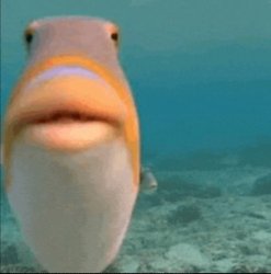 Fish Meme Template