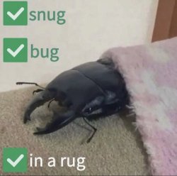 Snug as a bug in a rug Meme Template