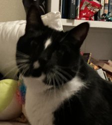 My cat jax looks dumb Meme Template