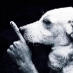 Dont Shout Meme Template