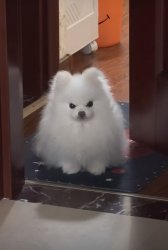 angry puppy Meme Template