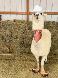 Cowboy Meme Template