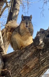 Squirrel in tree Meme Template