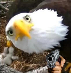 Bad Bird Meme Template