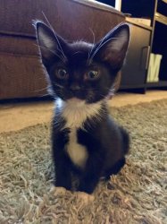 Chrisjoines1 Meme Template