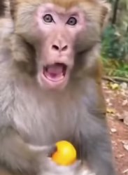 Offended Macaque holding orange Meme Template