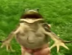 Frogrolling Meme Template