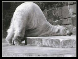 Polar bear Meme Template