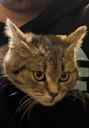 Existential Crisis Cat Meme Template