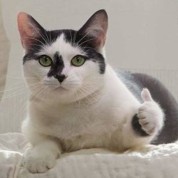 Cat thumb up Meme Template