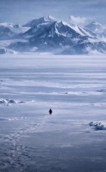 Penguin Meme Meme Template