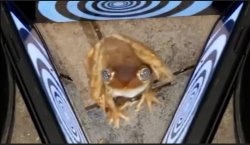 Hypnotized frog Meme Template