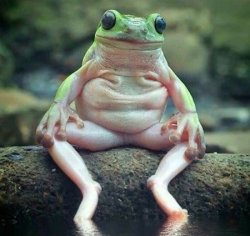 sitting frog Meme Template