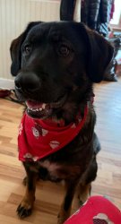 Beautiful puppy Meme Template