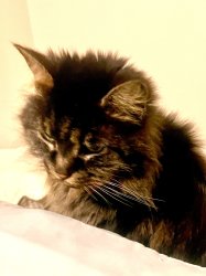 William Rice Meme Template