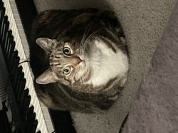 Hangry cat Meme Template