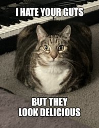 Hangry cat Meme Template