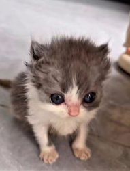 Galaxy devourer Meme Template