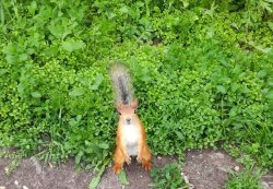 squirrel Meme Template