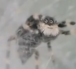 Suspicious Spider Meme Template