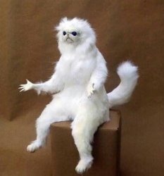 persian cat Meme Template