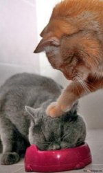 two cats eating Meme Template