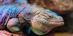 supicious iguana Meme Template
