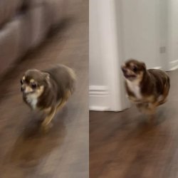 dog fast running Meme Template