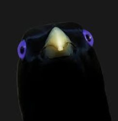 Concerned bird Meme Template