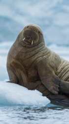 Yo Momma Meme Template