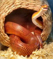 Cute snake Meme Template