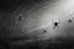 scary ominous spiders background Meme Template