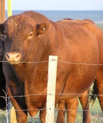 Big Beef Meme Template