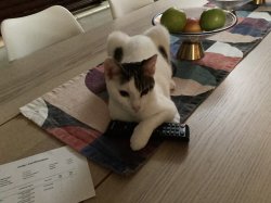 Lil Larry Meme Template